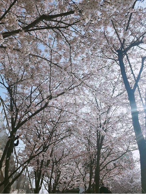 벛꽃길,벛꽃나무,벛꽃,꽃,나무,하늘,빛,햇빛