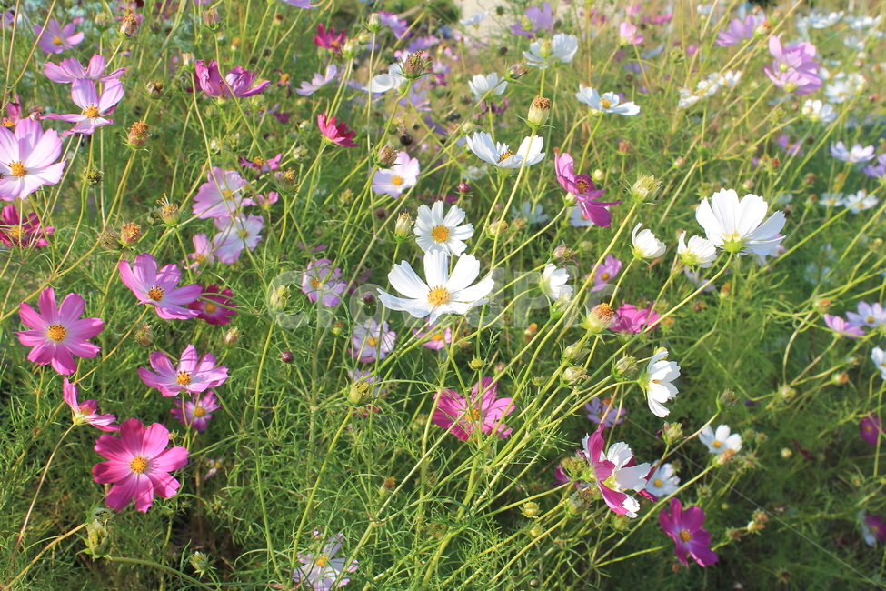 cosmos,autumn,fall,가을,꽃,flower,flowers,blossom,plant,식물
