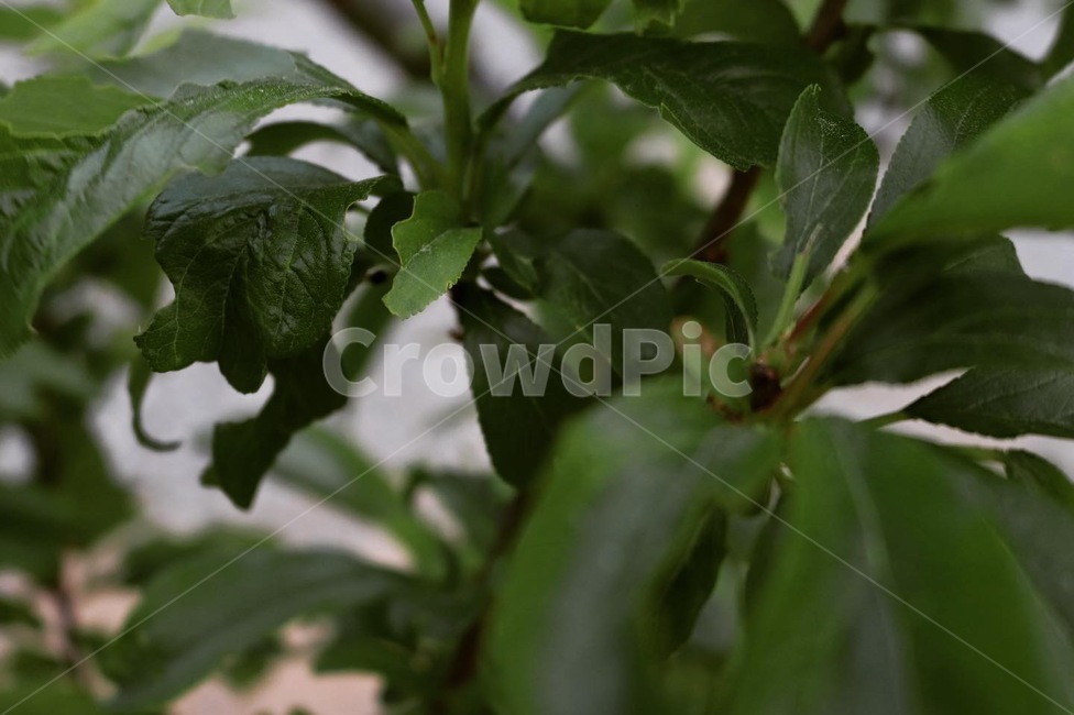 잎,leaf,식물,plant,실루엣,식물,자연,plants,nature