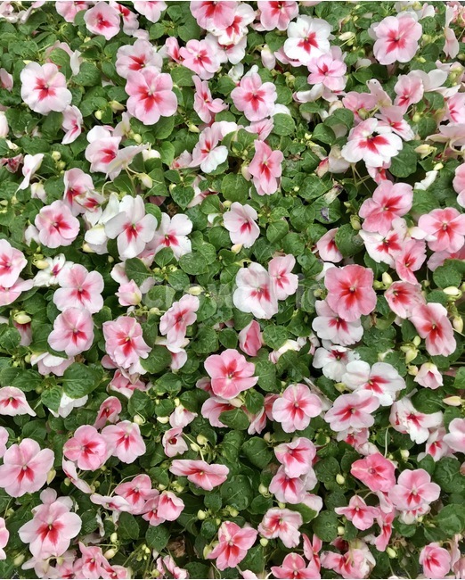 flower,플라워,자연,꽃,식물,식물,자연,plants,nature,꽃,flower