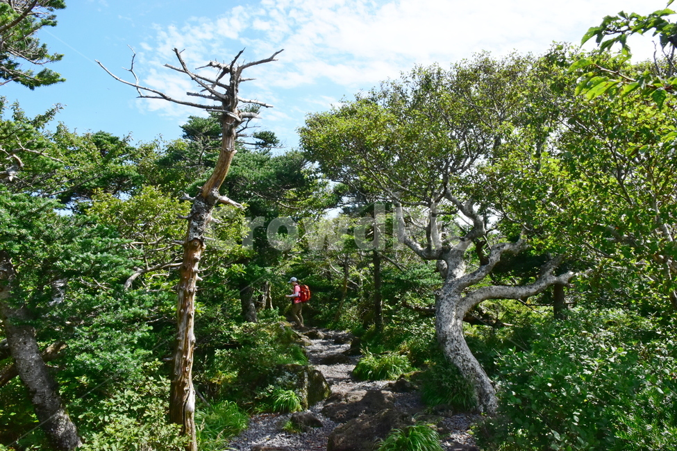 영실,한라산,제주,기암괴석,절경,자연,풍경,힐링,여름,계절,탐방,등산,season,nature,landscape,한국자연풍경,한국자연경관,korea,naturelandscape,제주도,jeju,jejuisland,자연,풍경,nature,landscape,tree,나무,plant,식물,tree trunk,나무 줄기