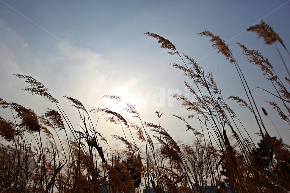 갈대,식물,자연,풍경,배경,풍광,하늘,가을,계절,fall,autumn,season,자연,풍경,nature,landscape,plant,grass,잔디,lawn,reed