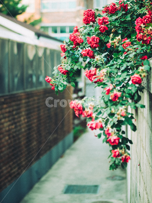 장미,꽃,flower,blossom,plant,식물