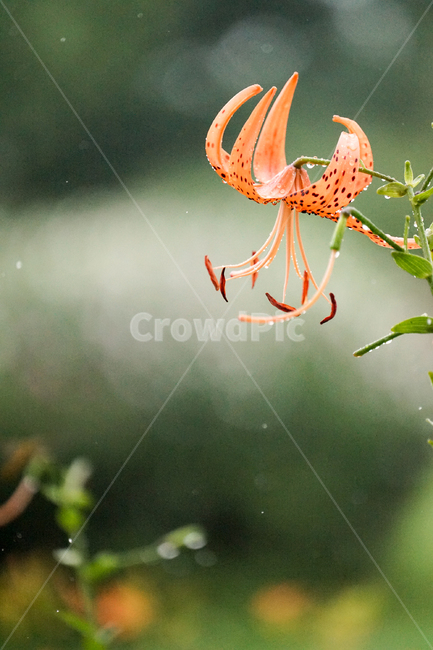 plant,식물,꽃,flower,참나리,liliumlancifolium,식물,자연,plants,nature,꽃,flower