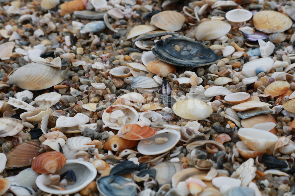 바닷가,조개껍데기,해변,자연,여름,여름바다,조개,바다냄새,바다,해변,바다,beach,sea