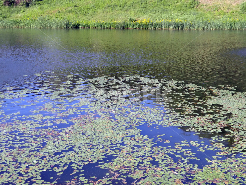 연못,수생식물,식물,풀,plants,nature,자연,pond,그린,green,spring,봄,물,공원,자연,풍경,nature,landscape,water,outdoors,옥외,land,땅,못