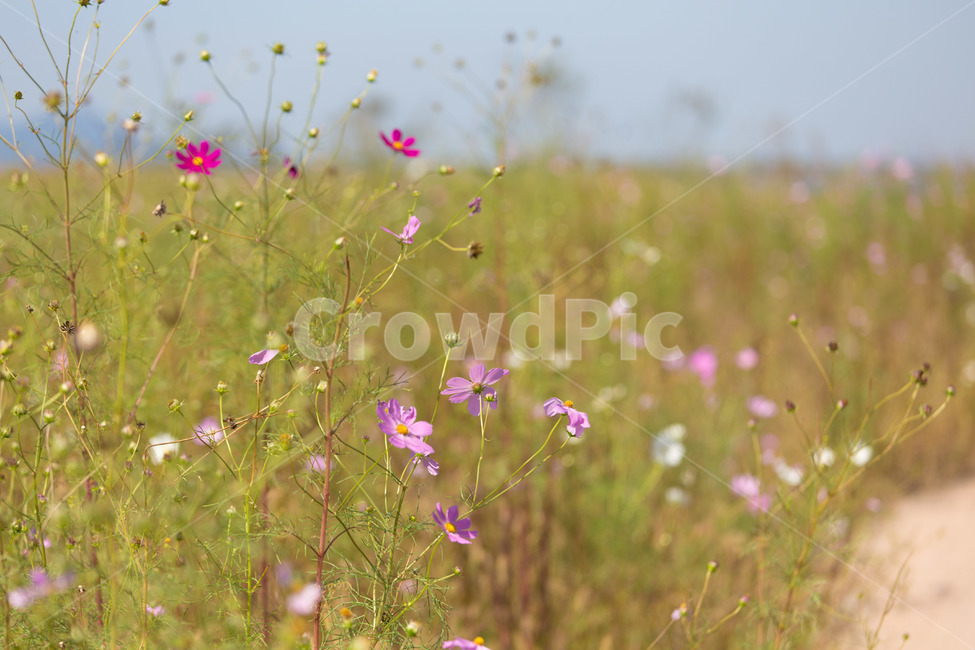 코스모스,가을,시골길,추억,꽃,가을,계절,fall,autumn,season,식물,자연,plants,nature,꽃,flower,field,들,grassland,목초지,outdoors,옥외,farm,농장,rural,농촌,meadow