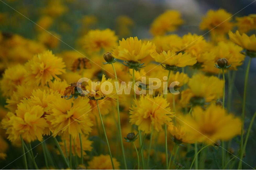 금계국,노랑,꽃,봄,풍경,식물,자연,plants,nature,꽃,flower