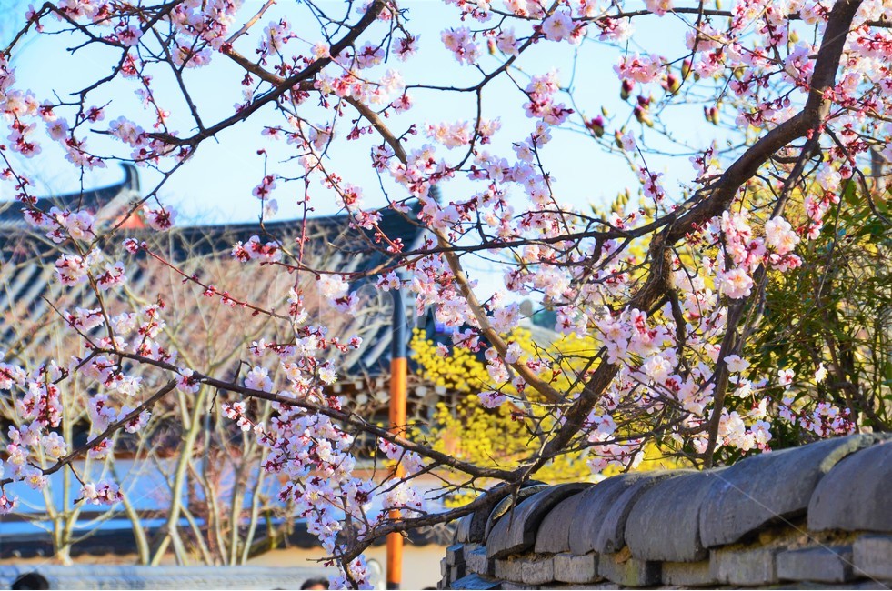 기와,한옥,벚꽃,경주,감성,봄,계절,spring,season,한국전통,한국문화,korean traditional,korean culture,식물,자연,plants,nature,꽃,flower,plant,blossom