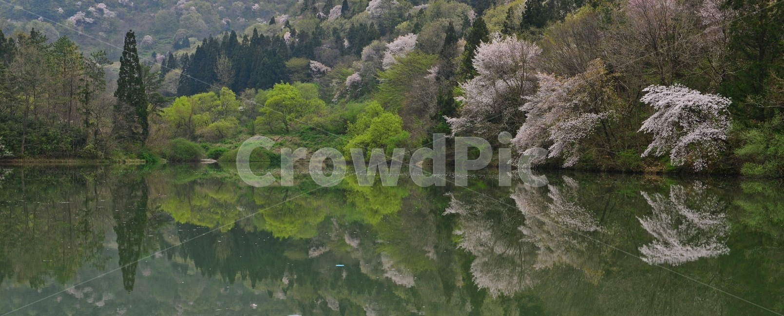 tree,나무,plant,식물,nature,자연,outdoors,옥외,전나무,water,물,화순,세량지,세량제,저수지,세량지봄,벚꽃,산벚꽃,봄,계절,반영,자연,풍경,nature,landscape