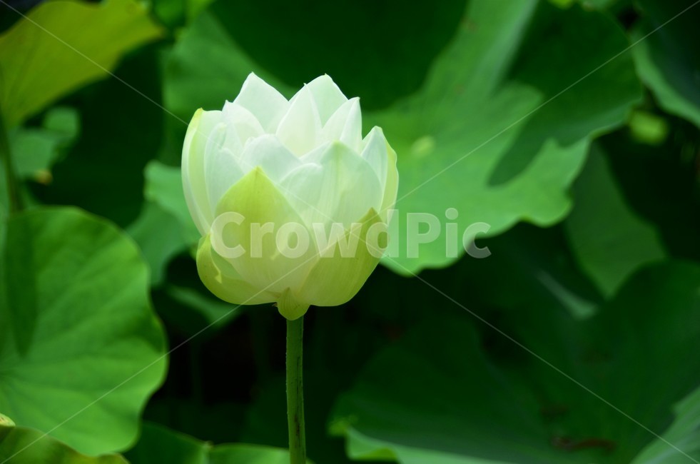 연꽃,수생식물,수련과,청결,신성,여러해살이풀,식물,자연,plants,nature,꽃,flower