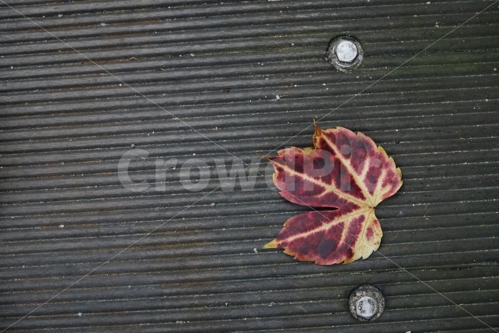 가을,낙엽,감성,나뭇잎,외로움,바탕화면,배경화면,쓸쓸함,잎사귀,가을,계절,fall,autumn,season,leaf,잎,plant,식물