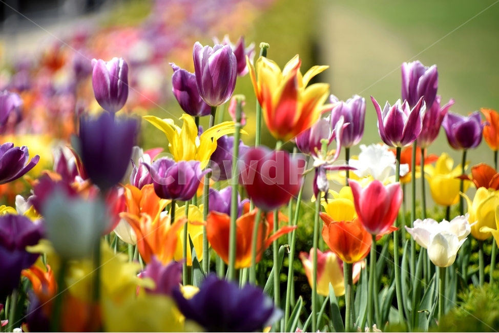튤립꽃,튤립,튜우립,봄꽃,뿌리꽃,봄,계절,spring,season,식물,자연,plants,nature,꽃,flower,plant,blossom