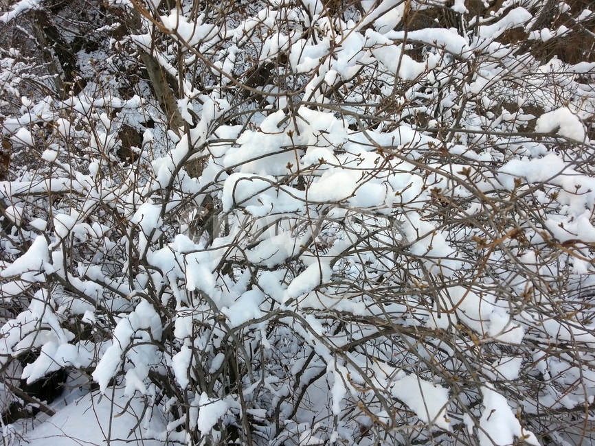 설경,눈꽃,폭설,겨울,겨울나무,겨울,계절,winter,season,자연,풍경,nature,landscape