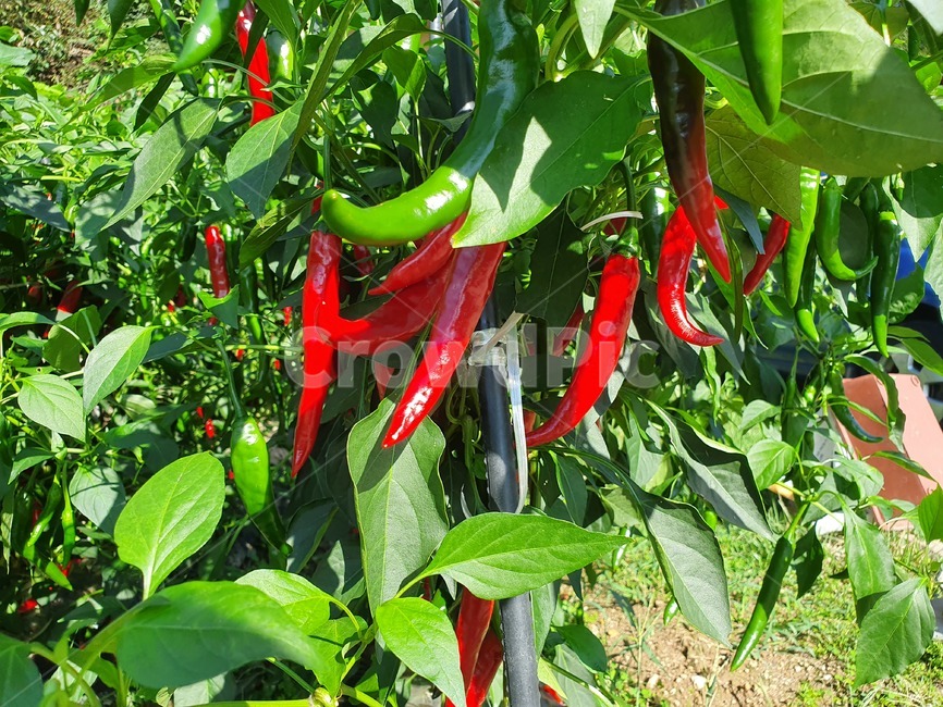 고추,홍고추,청고추,풋고추,pepper,식물,plant,밭,농작물,채소,야채,vegetable,주말농장,농장,farm,자연,nature,red,redpepper,채소,야채,vegetables