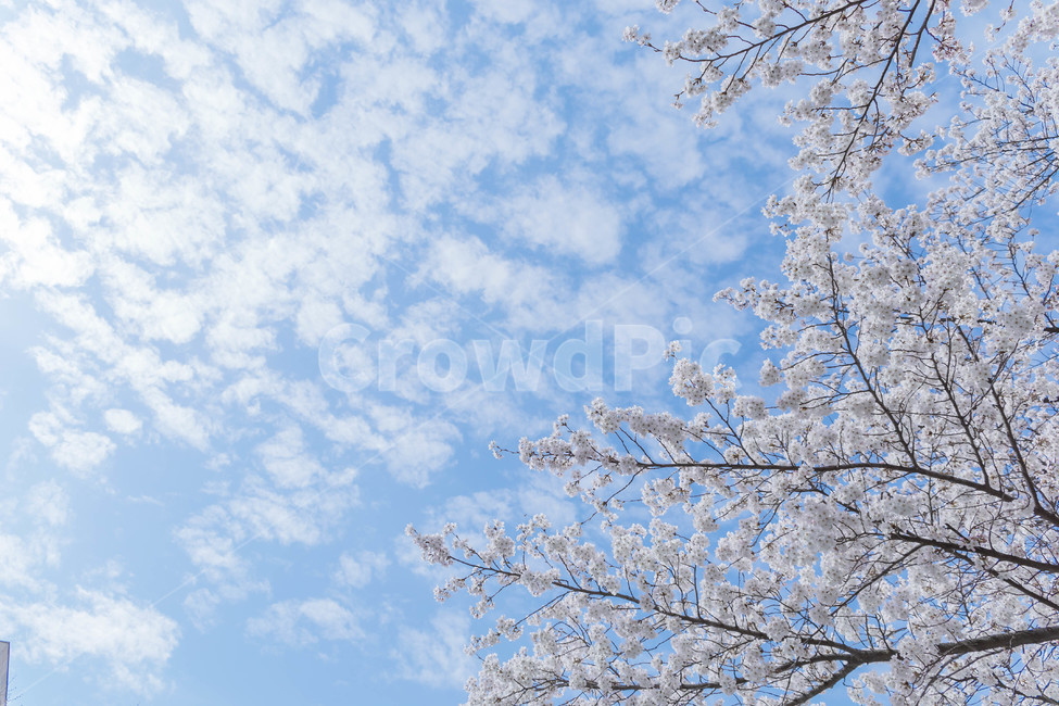 벚꽃,봄,꽃,blossom,cheeryblossom,꽃잎,flower,봄,계절,spring,season,자연,풍경,nature,landscape,plant,식물