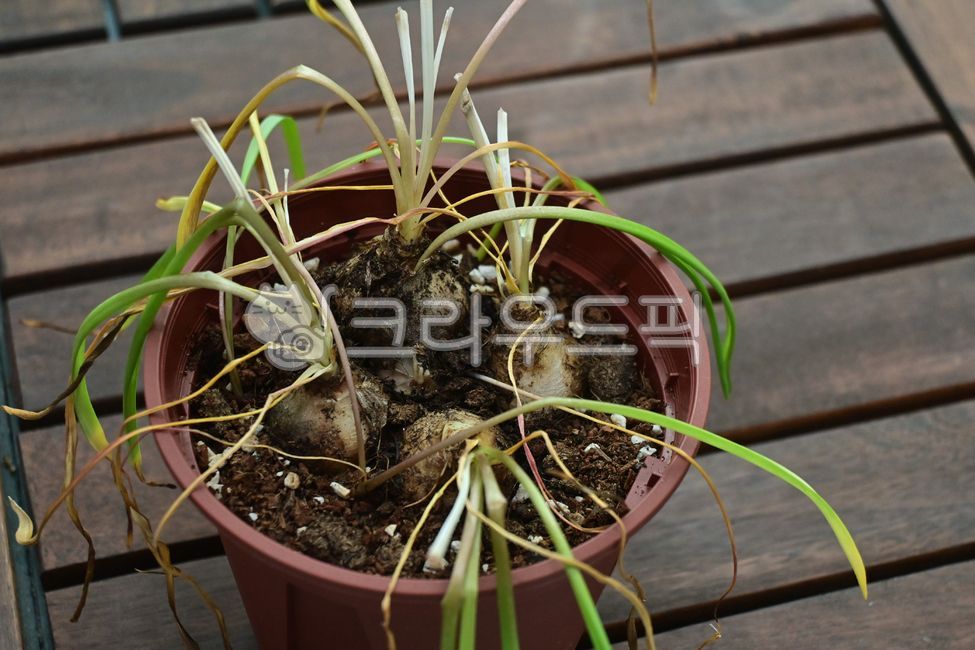 spring flowers,death,spring plant,dead plant,plant,bulb,root,bulb plant,Muscari,spring plants,wither