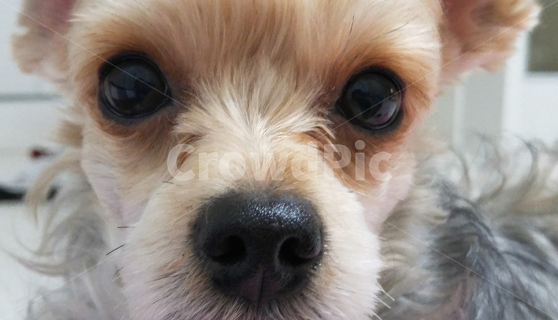 애견,도그,강아지,요크셔테리어,dog,동물,animal,포유류,mammal,개,강아지,dog,doggy
