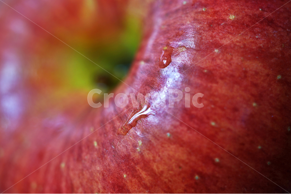 사과,과일,열매,식물,apple,fruit,음식,부사,빨간사과,과일,열매,fruit