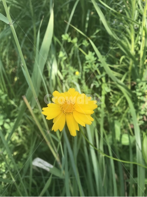 자연,식물,꽃,노랑,flower,yellow,식물,자연,plants,nature,꽃,flower
