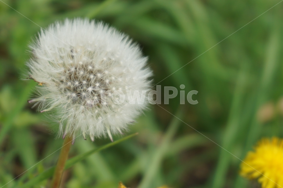 민들레,민들레홀씨,노란민들레,노랑색,흰색,녹색,4월,봄,식물,자연,plants,nature,꽃,flower
