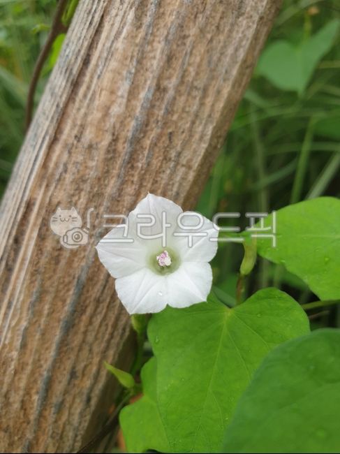 덩굴꽃,나팔꽃,애기나팔꽃,하얀나팔꽃,작은꽃,포토샵소스,디자인소스,꽃디자인소스,그래픽소스