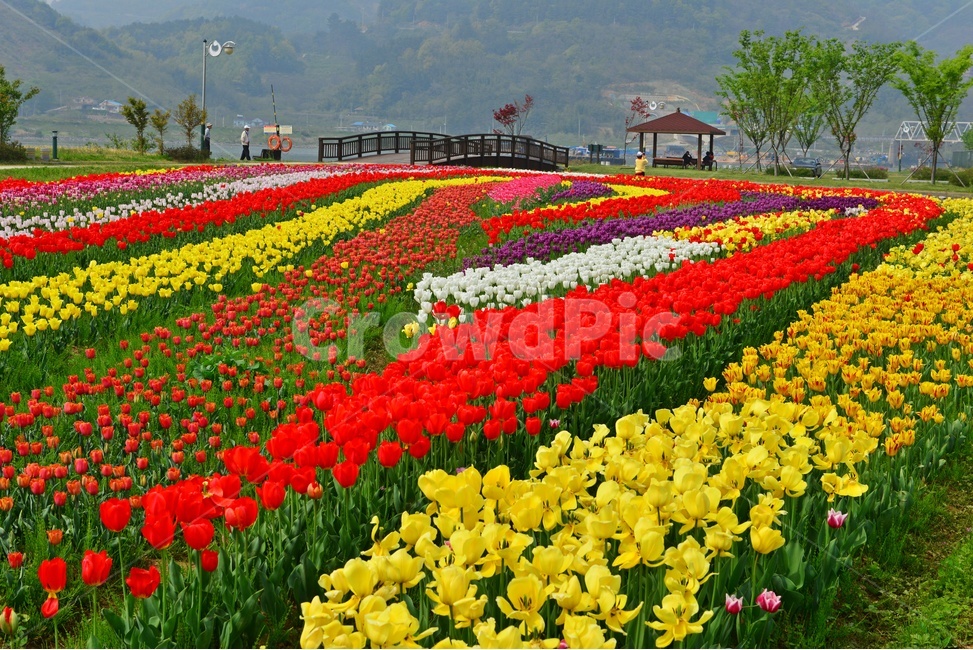 plant,식물,flower,blossom,꽃,tulip,튤립,경남,하동,튤립축제장,튤립툭제,하동튤립축제,둔치,강변둔치,섬진강변,식물,자연,plants,nature,꽃,flower