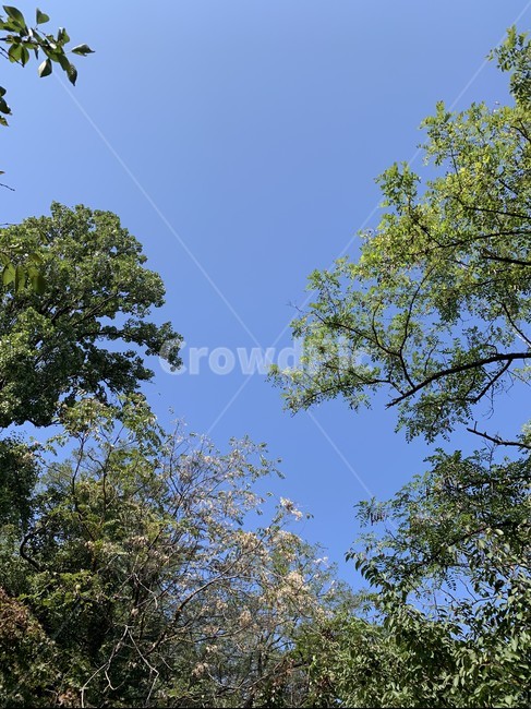 tree,나무,plant,식물,하늘,sky,파란하늘,식물,자연,plants,nature,나무,trees,wood