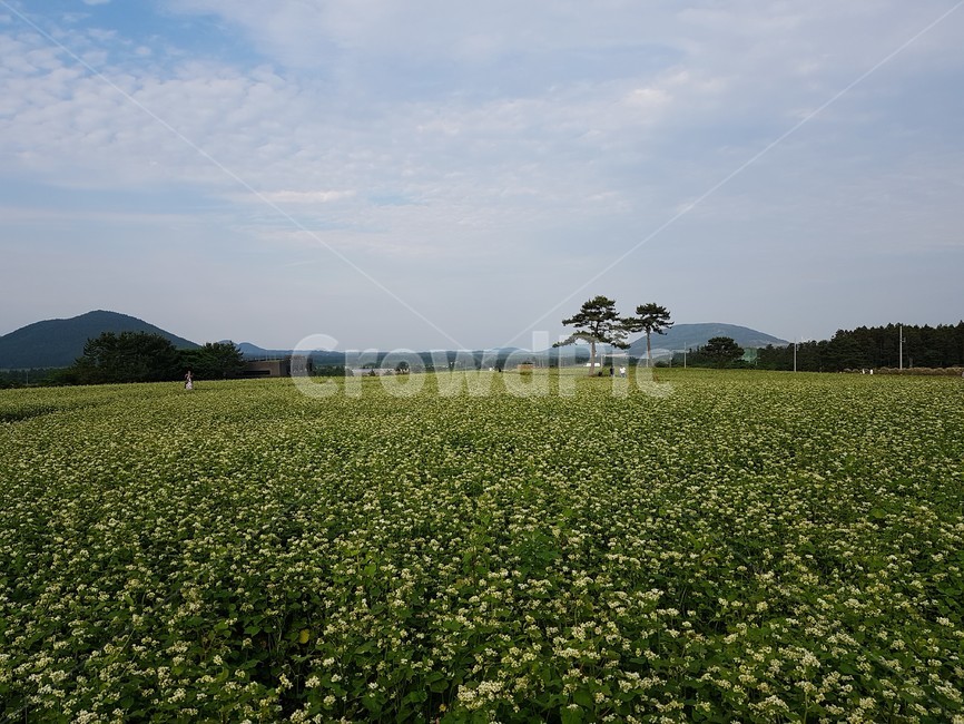 nature,outdoors,옥외,field,들,grassland,목초지,farm,농장,농촌,rural,한지방,countryside,메밀,메밀밭,들판,메밀꽃,자연,자연,풍경,nature,landscape