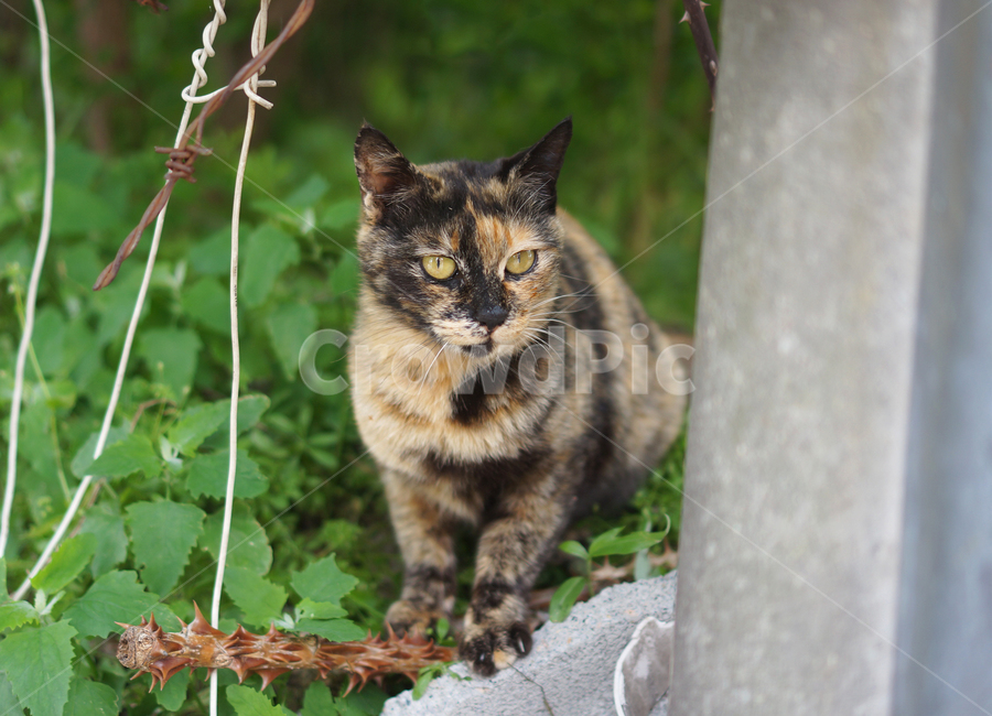 동물,길고양이,고양이,코숏,냐옹이,동물,animal,포유류,mammal,고양이,cat,kitten,kitty