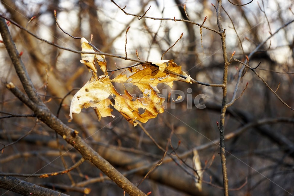 겨울산행,계절,잎,마른잎,역광,가지,가을,계절,fall,autumn,season,plant,식물,leaf,tree,나무