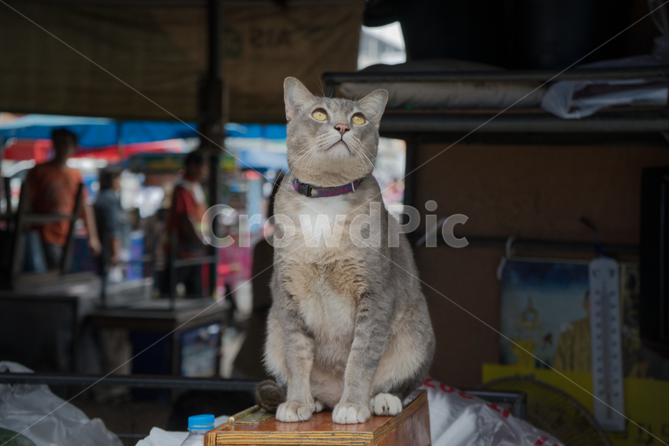 동물,고양이,생각,길고양이,cat,방콕,위험한시장,동물,animal,포유류,mammal,고양이,cat,kitten,kitty