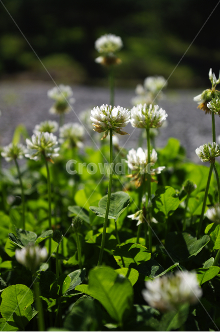 꽃,식물,flower,plant,토끼풀,식물,자연,plants,nature,꽃,flower