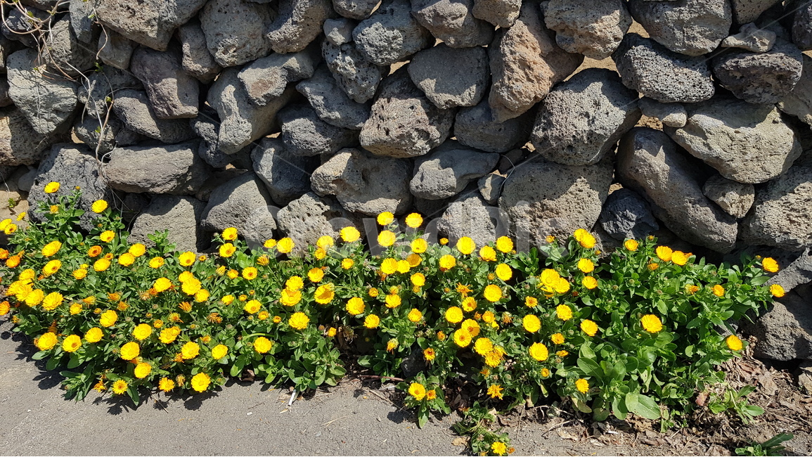 제주도,돌담,봄,꽃,노랑,제주도,jeju,jeju island,식물,자연,plants,nature,꽃,flower,rubble,파편