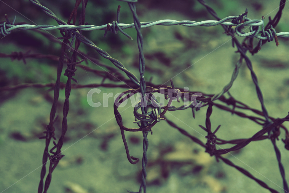 wire,철사,야외,철조망,인공,녹슨철사