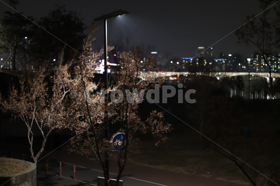 땅거미,밤,억새,갈대,공원,고독,외로움,감성,야경,밤,풍경,nightscape,night,landscape,도시,city,한국도시풍경,한국도시경관,korea cityscape,asphalt,아스팔트