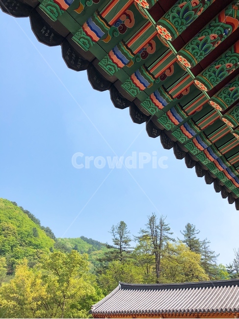자연,풍경,나무,봄,절,절풍경,처마,기와,한국,전통