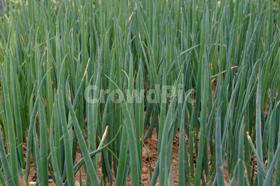 파,밭,농사,자라다,심다,농부,수확,채소,야채,풀,땅,시골,농경,자연,여름,봄,심어진,식물,자연,plants,nature,채소,야채,vegetables,산업,industry,industrial,농업,농사,agriculture,farming,farming industry