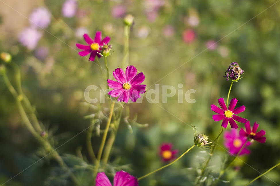 감성,감성사진,꽃,blossom,plant,식물,flower,코스모스,가을,식물,자연,plants,nature,꽃,flower