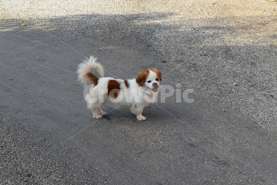 라오스,강아지,개,바둑이,웃는강아지,동물,animal,포유류,mammal,개,강아지,dog,doggy