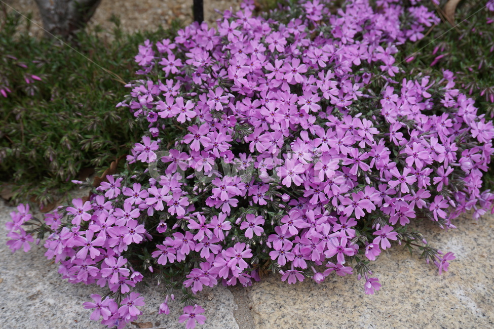 꽃,식물,풀,잎,자연,숲,봄,식물,자연,plants,nature,꽃,flower