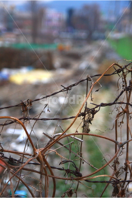 풍경,철조망,가뭄,도시,텃밭,식물,자연,plants,nature