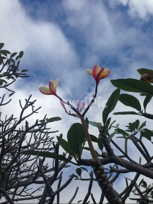 하와이,러브하와이,플루메리아,꽃,열대꽃,식물,자연,plants,nature,꽃,flower
