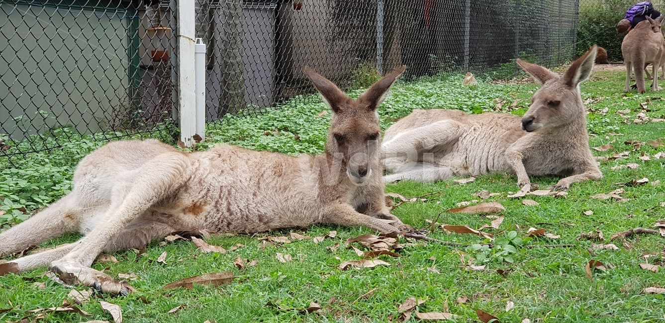 animal,동물,mammal,포유류,캥거루,kangaroo,왈라비,wallaby,동물원,동물,animal,포유류,mammal