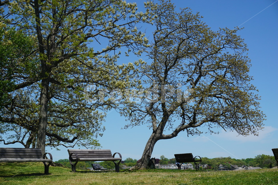 bench,벤치,식물,parkbench,공원벤치,나무,tree,식물,자연,plants,nature,나무,trees,wood