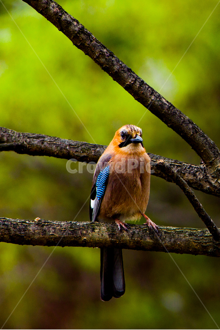 봄,새,산까치,수목원,들,봄,계절,spring,season,동물,animal,조류,새,birds,jay,어치,bird