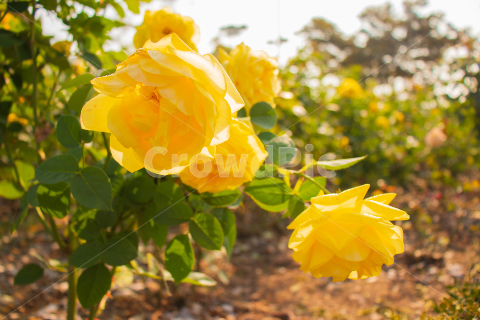 장미,장미꽃,꽃,들장미,봄,rose,자연,노란장미,야생장미,로즈,식물,여름,꽃잎,잎,만개,만발,야생,들,로맨틱,로맨스,사랑,낭만적인,낭만,햇빛,햇살,아름다움,아름다운,미,공원,야외,정원,뜰,가든,노란색,옐로우,노랑,노란,옐로,그린,초록색,초록,녹색,계절,배경,바탕,백그라운드,flower,flowers,roses,spring,summer,yellowrose,wildrose,plant,nature,natural,yellow,bloom,blooming,blossom,romantic,romance,love,garden,petal,beautiful,beauty,green,leaf,leaves,wild,season,outdoor,outdoors,background