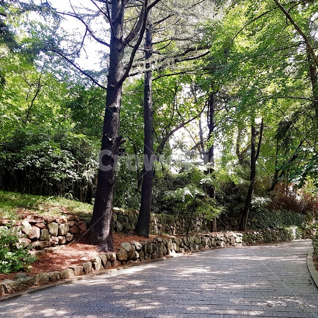 walkway,자연,nature,숲,forest,나무,tree,산책로,여름,summer,green,경주,flagstone,판석,path,통로,보도