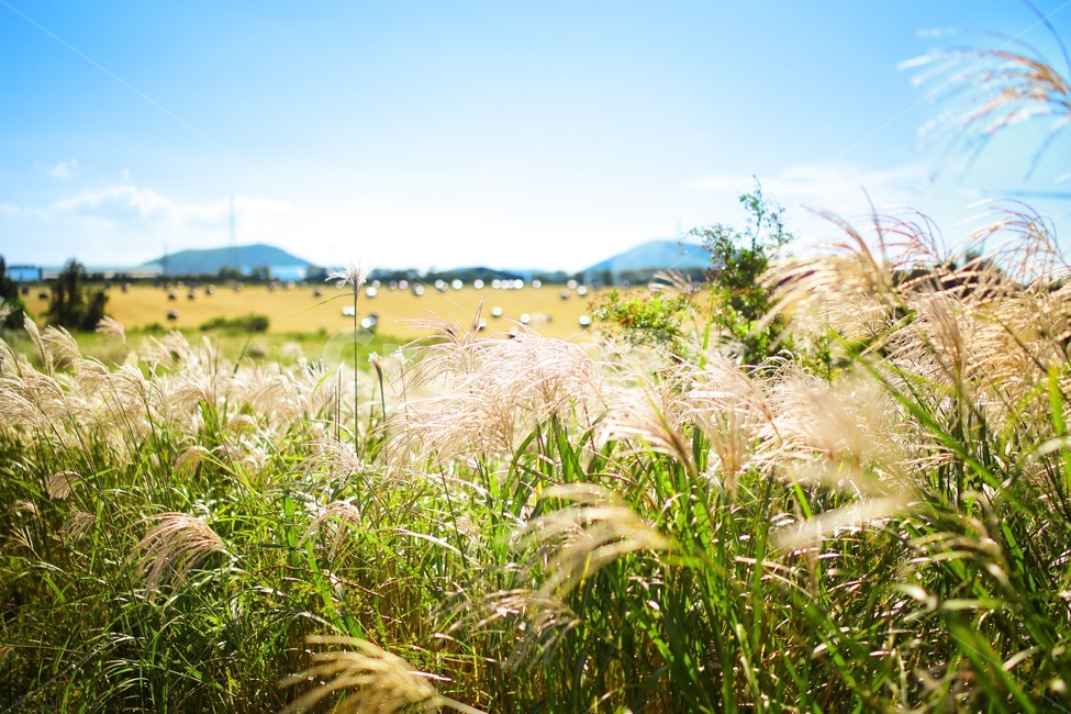 억새,가을,제주,fall,grass,plant,식물,lawn,잔디,reed,갈대,자연,nature,jeju,자연,풍경,nature,landscape