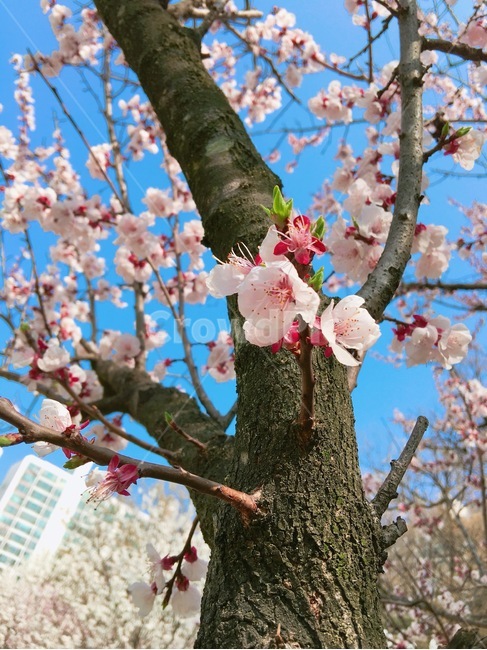 봄,꽃,벚꽃,분홍꽃,자연,봄,계절,spring,season,식물,자연,plants,nature,꽃,flower,plant,blossom